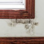 How to Deal With Mold Growth on Windows